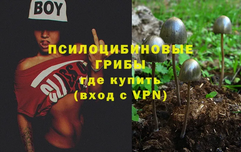 Псилоцибиновые грибы Psilocybe  Азов 